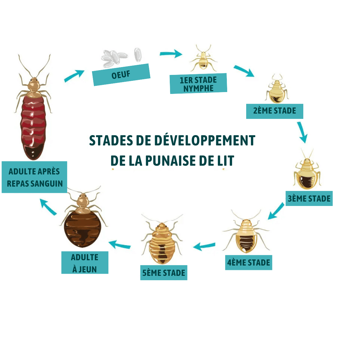 Stades de développement d'une punaise de lit 