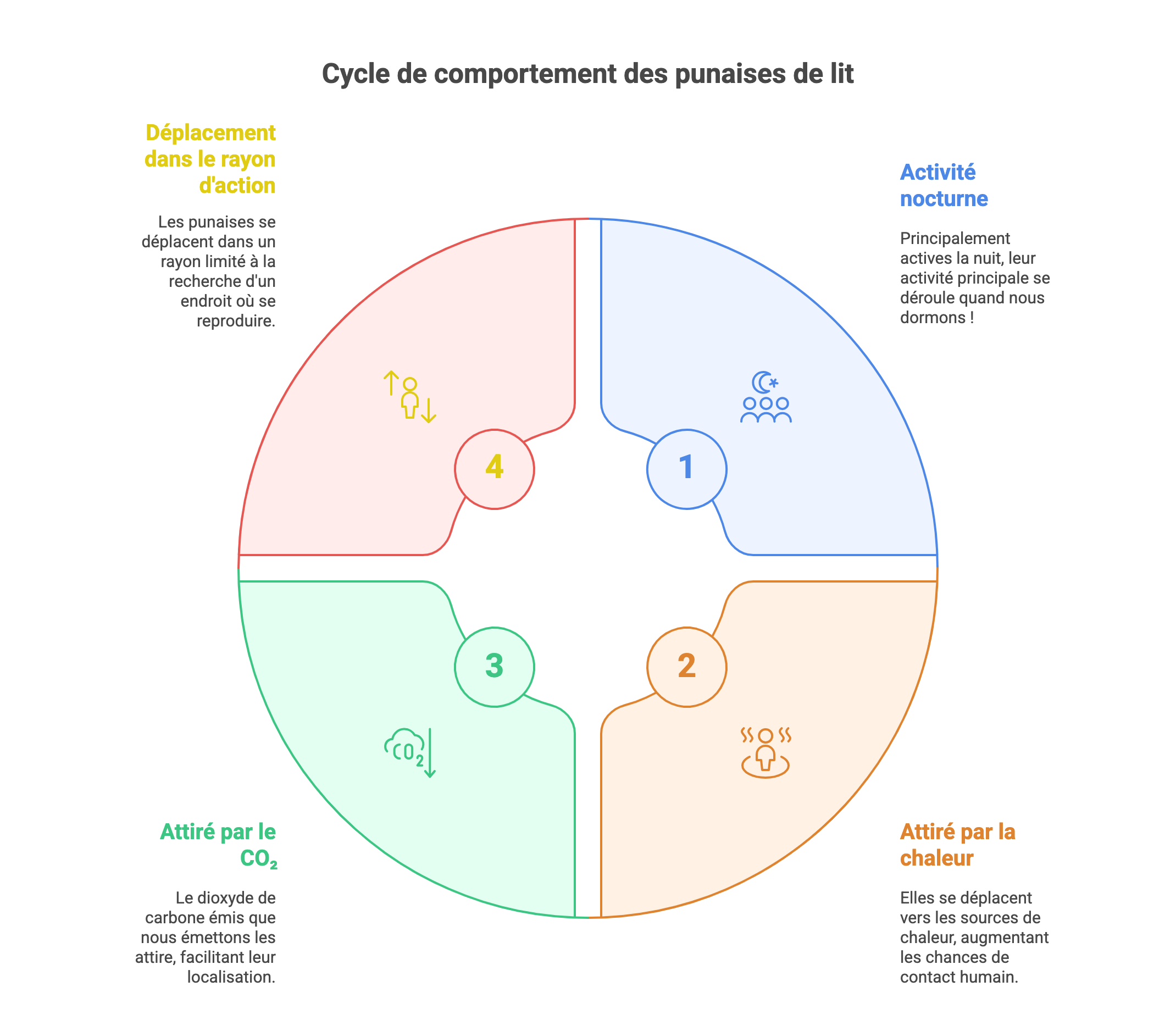 Cycle de comportement des punaises de lit