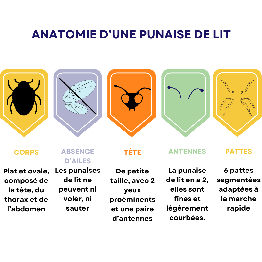 infographie explicative de l'anatomie d'une punaise de lit