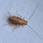 Photo Blatte juvénile vs punaise de lit