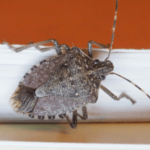 photo punaise des bois vs punaise de lit